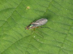 Dolichopus griseipennis