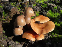 Psathyrella pennata
