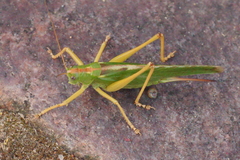 Tettigonia viridissima