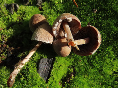 Psathyrella pennata