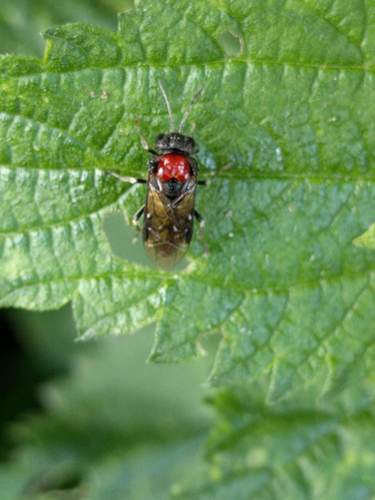 Alder Sawfly, Oegstgeest, Zuid-Holland, Netherlands, photo 10 of 10