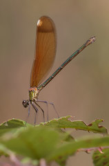 Calopteryx haemorrhoidalis