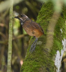 Grallaria guatimalensis