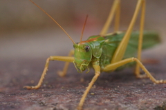 Tettigonia viridissima