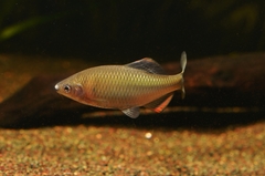 Tanakia lanceolata