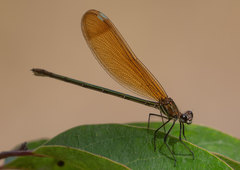 Calopteryx haemorrhoidalis