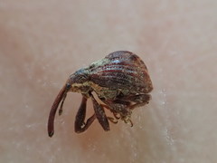 Anthonomus quadrigibbus