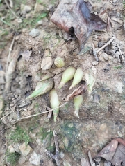 Symplocarpus foetidus