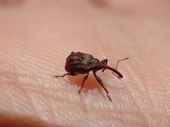 Anthonomus quadrigibbus