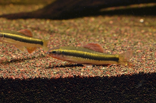 Sarcocheilichthys parvus · Natusfera