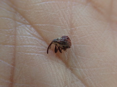 Anthonomus quadrigibbus