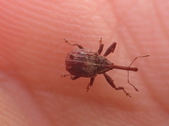 Anthonomus quadrigibbus