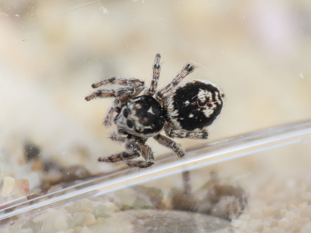 Attulus damini