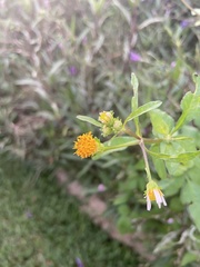 Bidens alba