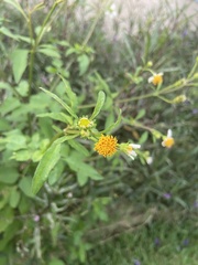 Bidens alba