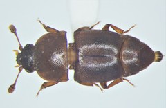 Carpophilus marginellus