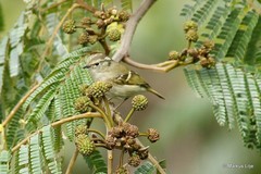Phylloscopus chloronotus