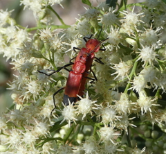 Chauliognathus lecontei