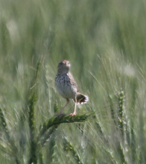 Cisticola textrix textrix