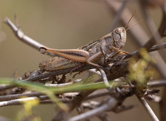 Eyprepocnemis plorans