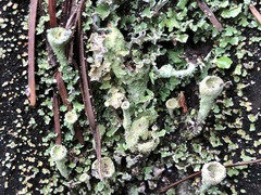 Cladonia albonigra