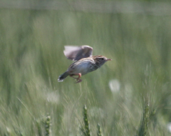 Cisticola textrix textrix