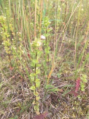 Euphrasia subarctica