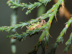 Coniatus tamarisci