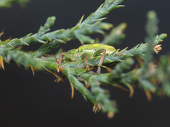 Coniatus tamarisci