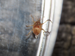 Corimalia
