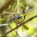 Yellow-cheeked Tit - Photo (c) markus lilje, some rights reserved (CC BY-NC-ND), uploaded by markus lilje