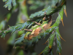 Coniatus tamarisci