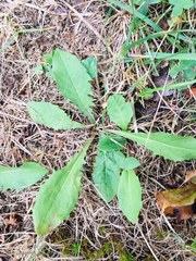 Taraxacum officinale