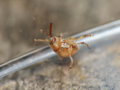 Corimalia