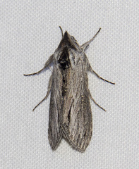 Cucullia antipoda
