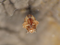 Corimalia