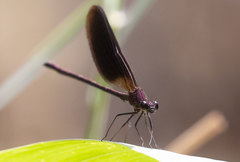 Calopteryx haemorrhoidalis