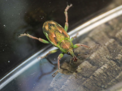 Coniatus tamarisci