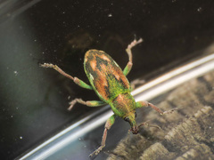 Coniatus tamarisci