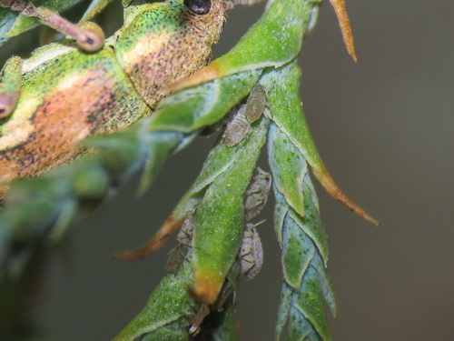 Brachyunguis tamaricis
