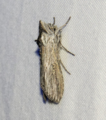 Cucullia antipoda