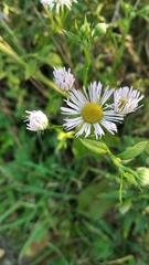 Erigeron annuus