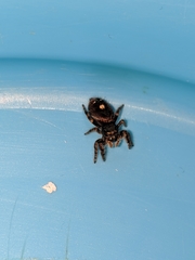 Phidippus audax