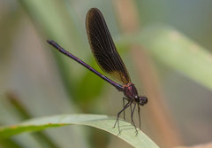 Calopteryx haemorrhoidalis