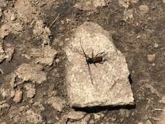 Tragidion coquus