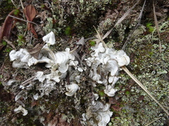 Arrhenieae