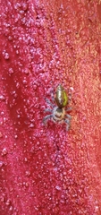 Salticidae