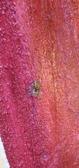 Salticidae