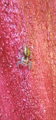 Salticidae