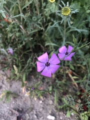 Magnoliopsida